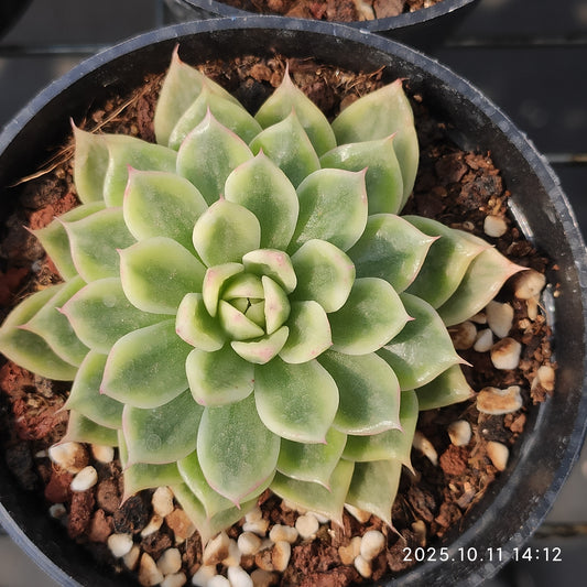 TPKM050 バタフライ錦(8cm pot)