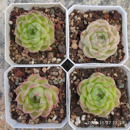 HG130 マルギャンHyb（7cm pot）