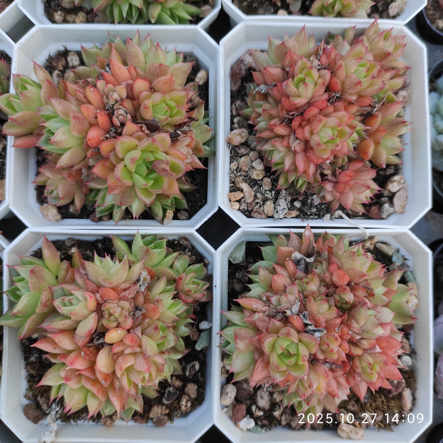 21780 レッド　ワイン　ピーチ（7cm pot）