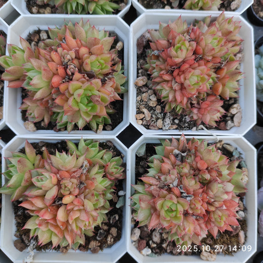 21780 レッド　ワイン　ピーチ（7cm pot）