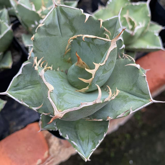 ZL661 アガベ チタノタ 卡比兽（8cm pot）