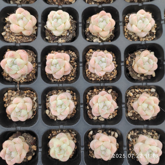 RC058 アイスグリーン（3cm pot）