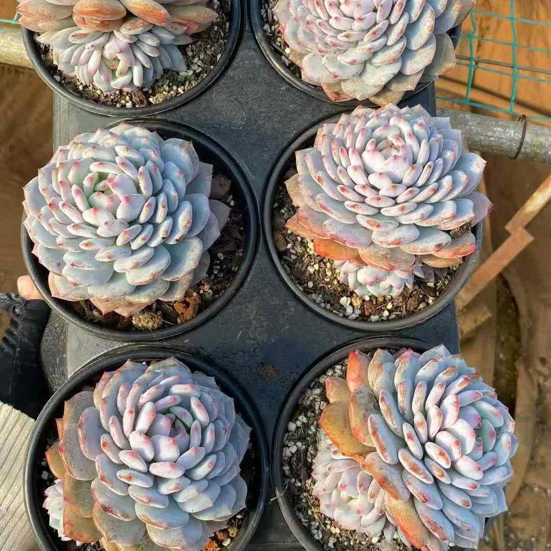 21929 ジェイドモンロー