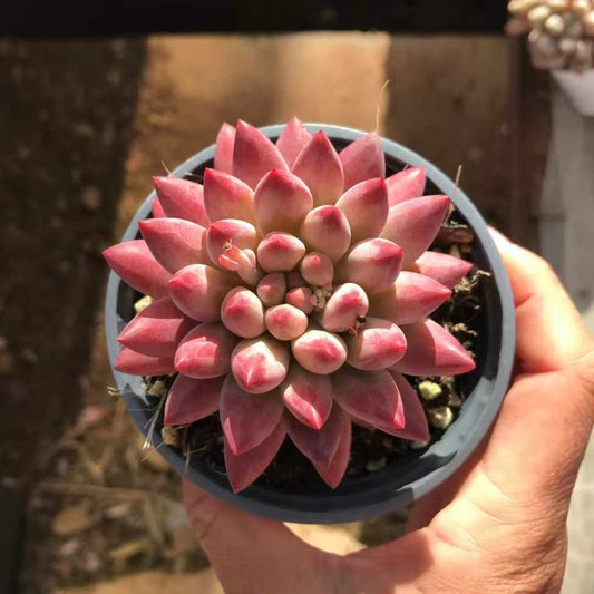 23597 コリアン　コーン　ポピー（9cm pot）