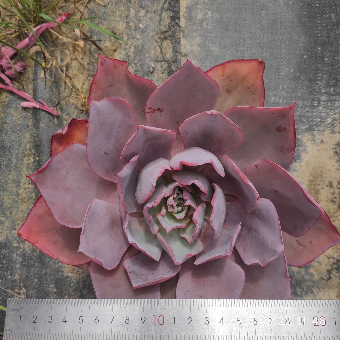 ZAJ056 アフターグロー（18cm pot）
