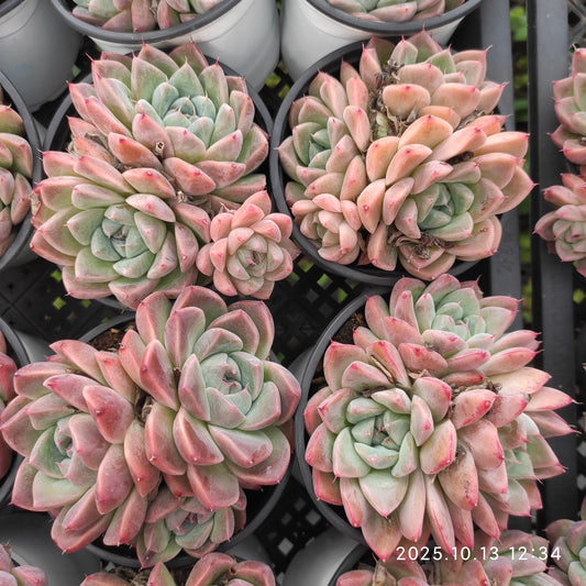 21660 アルバビューティー（9cm pot）