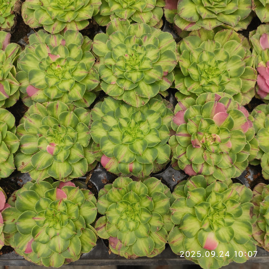 ON635 ノー（7cm pot）