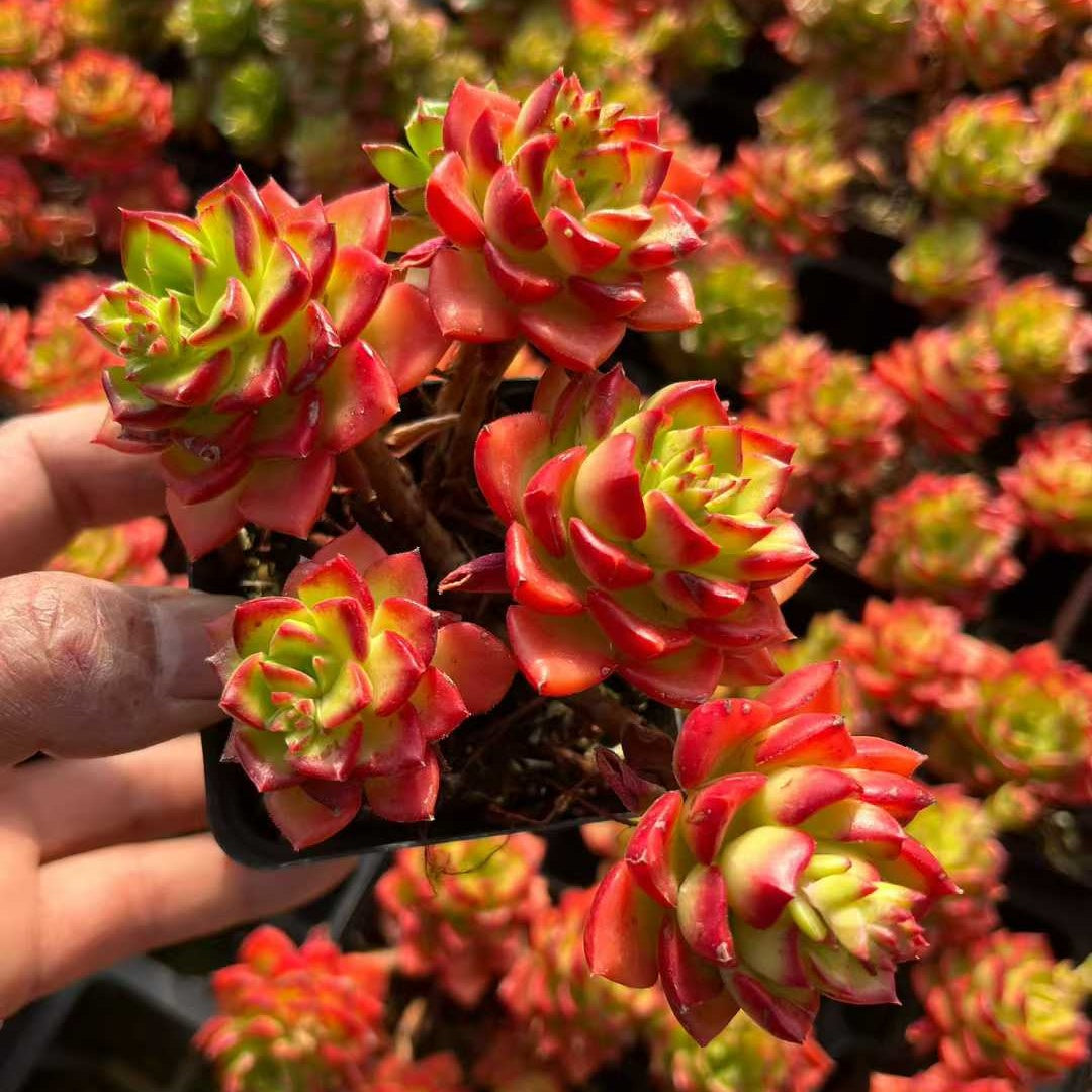 24090 レディジア