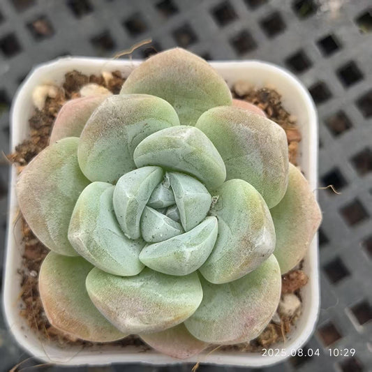 RDD102 ジェイドバタフライ（玉蝶）（5.5cm pot）