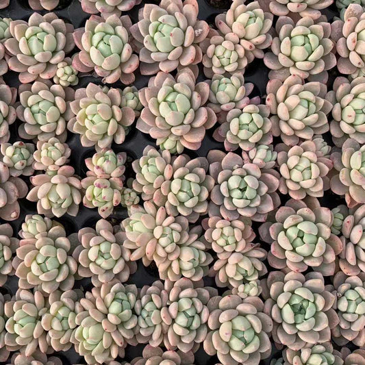 25415 スモールピーチ