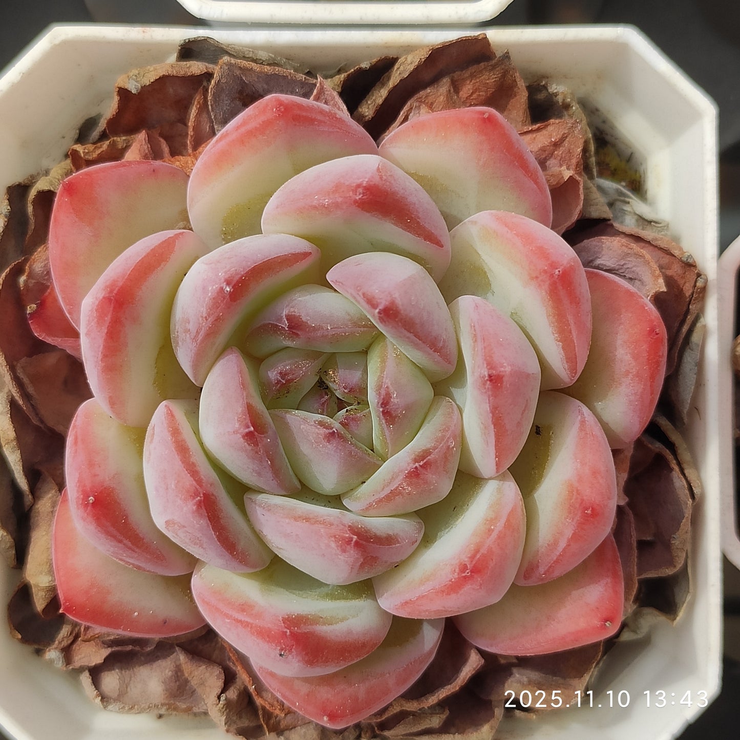 22587  ストローブレ　アーモンドHyb（7cm pot）