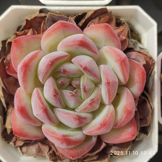 22587  ストローブレ　アーモンドHyb（7cm pot）