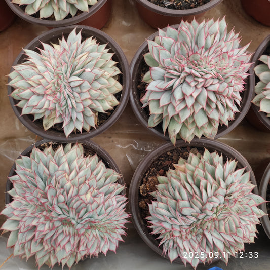 THH075 エスター錦（12cm pot）