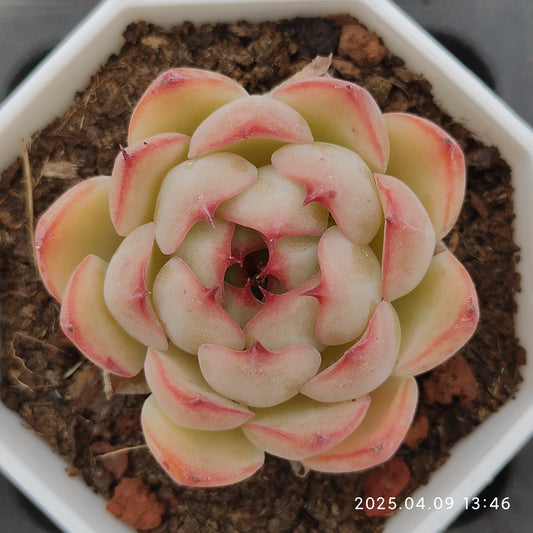 YBB209 エンチャンティングフェアリー（7cm pot）
