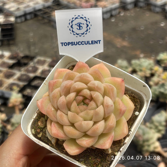 24902 アペクシア