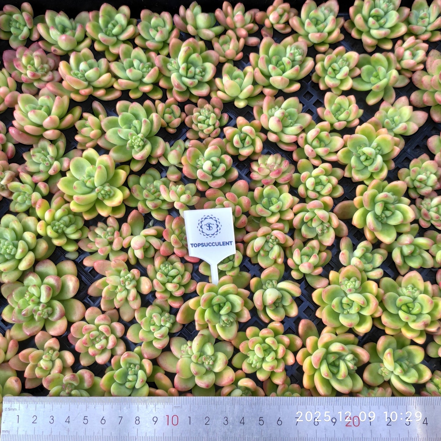 220755 シャングリラ（カット苗）