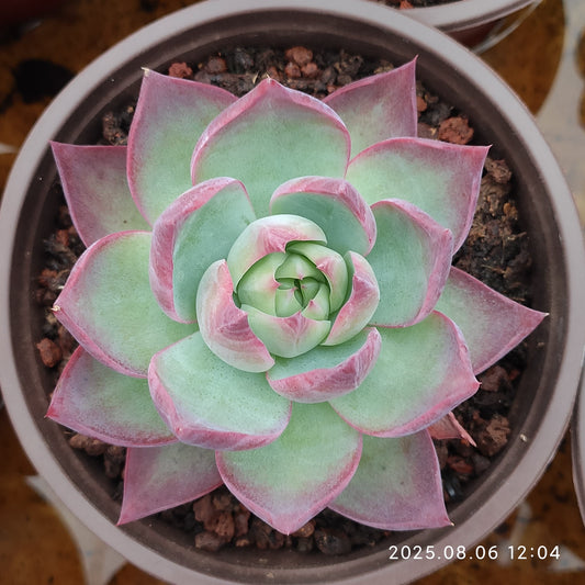 THH008 カシオ（12cm pot）