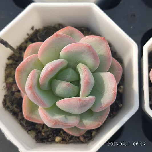 RDD311 カーネリアン（6.5 cm pot）