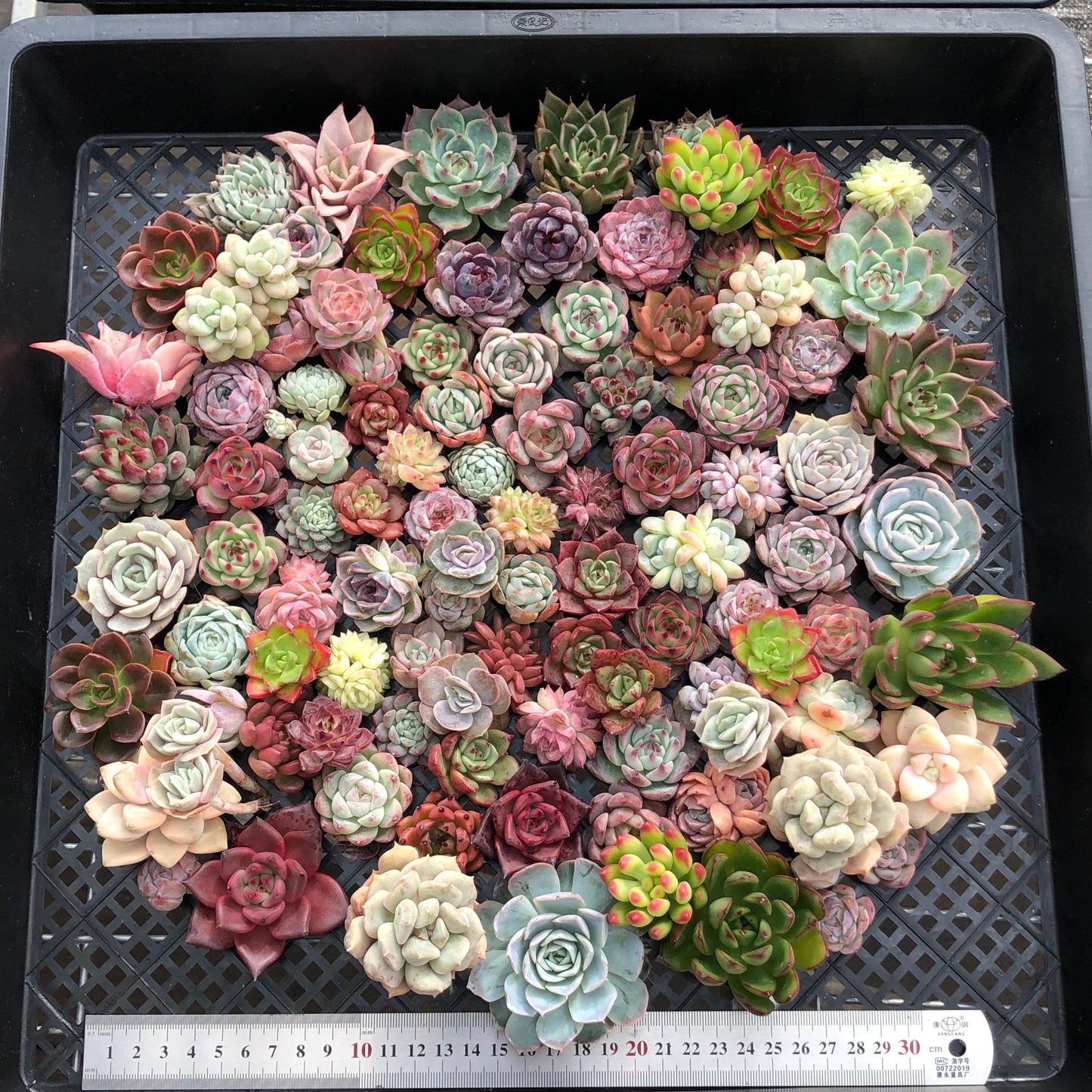 17856 ミックス苗 (穴トレー苗) 11