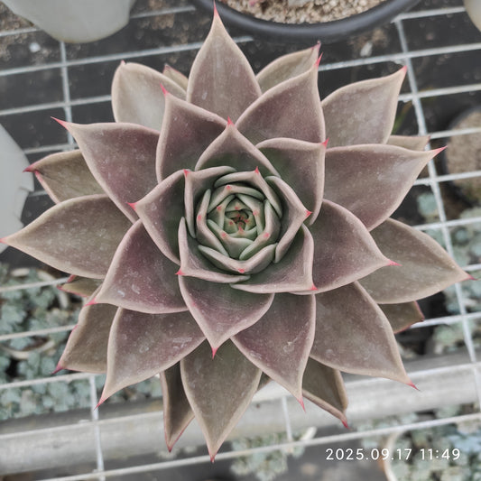 NGN761 スターズ（16cm pot）