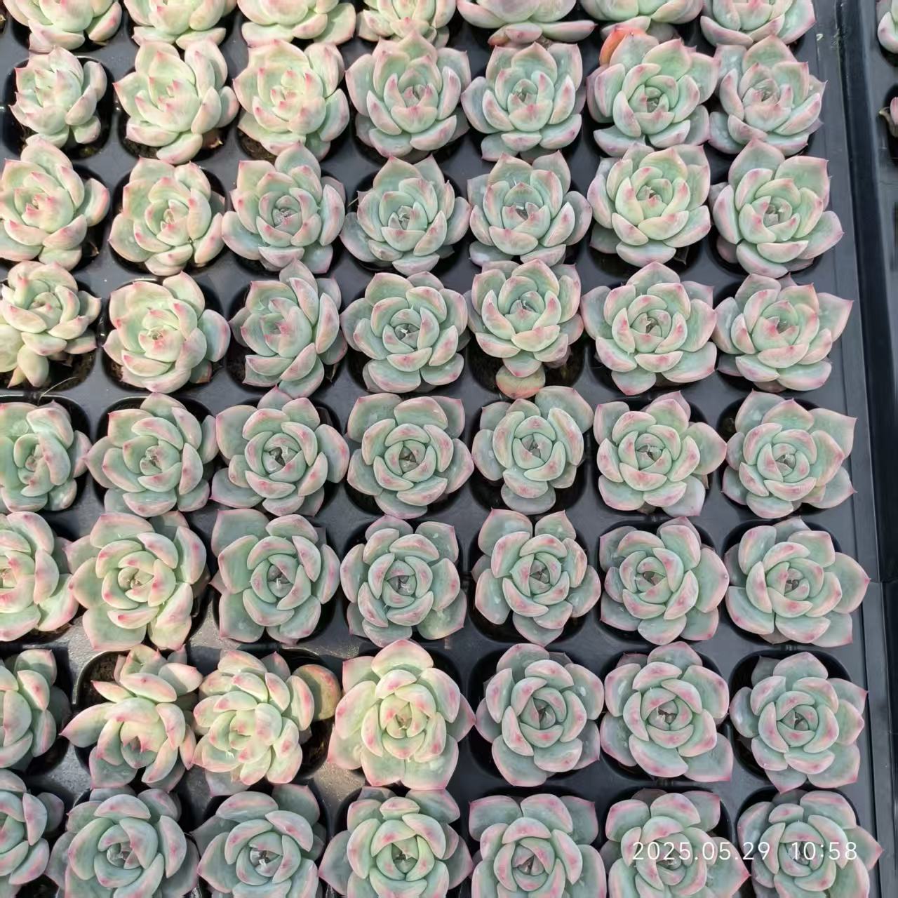 XS853 カンティクル（3cm pot）