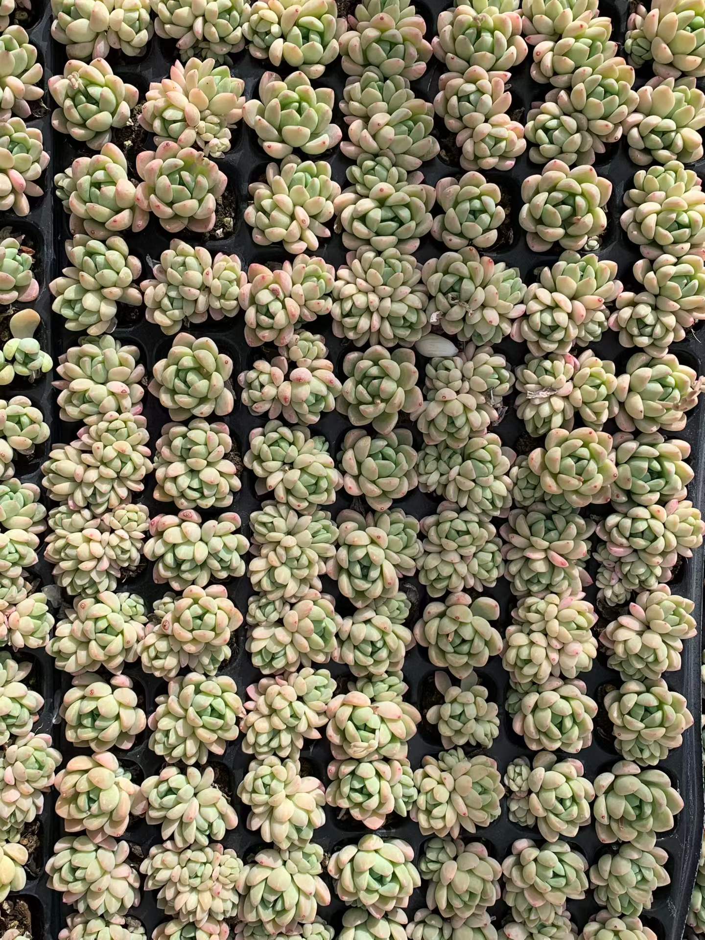 360728 ジェイド リング