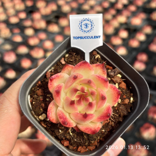 80519 トスカーナ