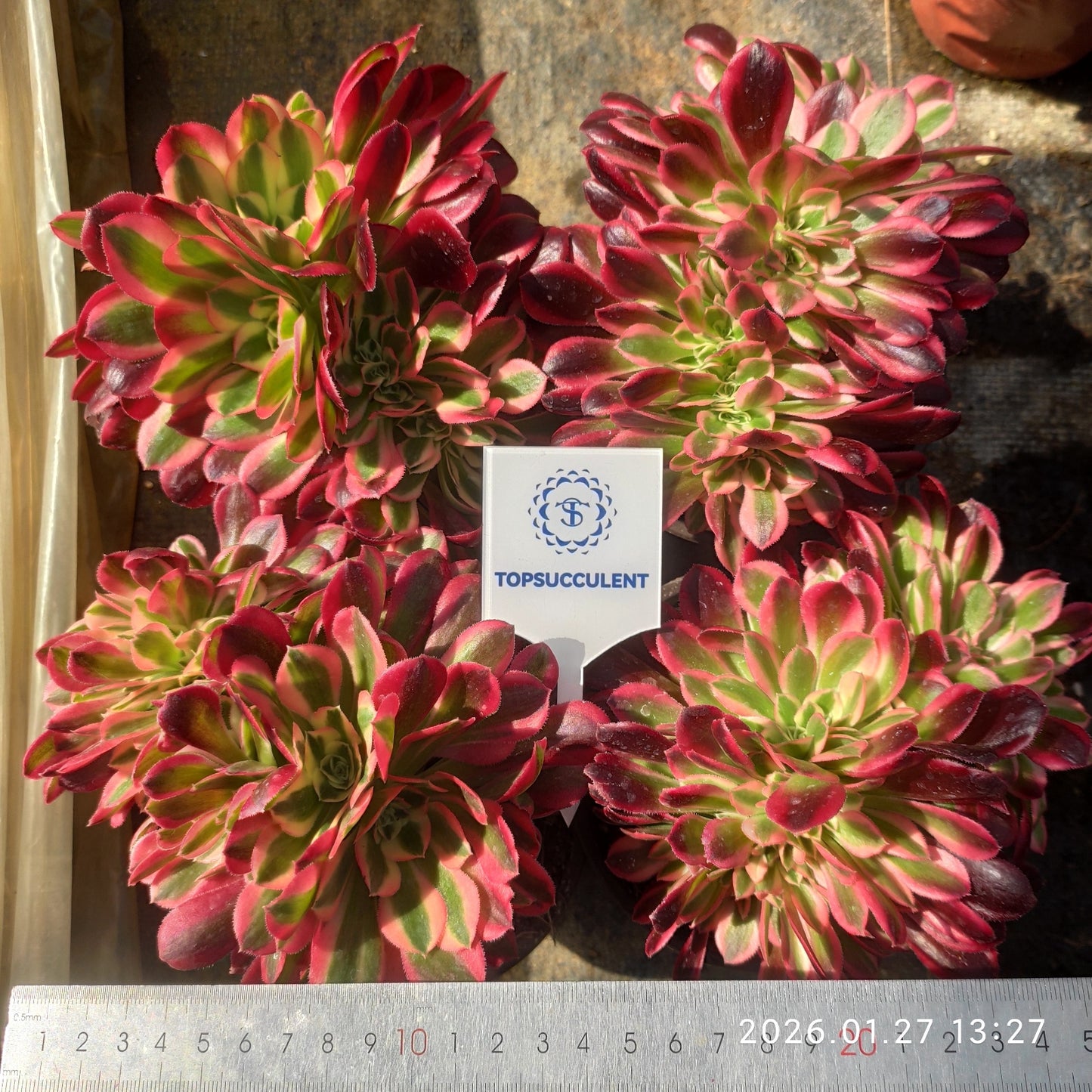 23223 アエオニウム　ウィッチ綴化