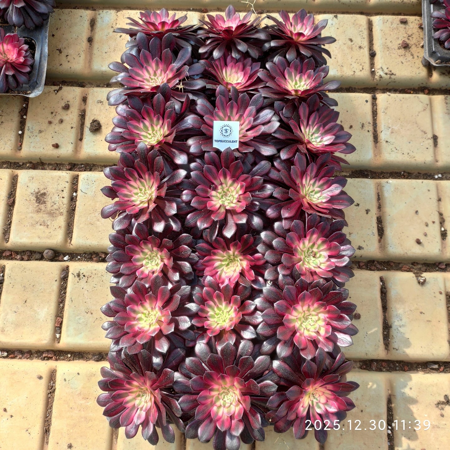 21301 コパー　ポット錦