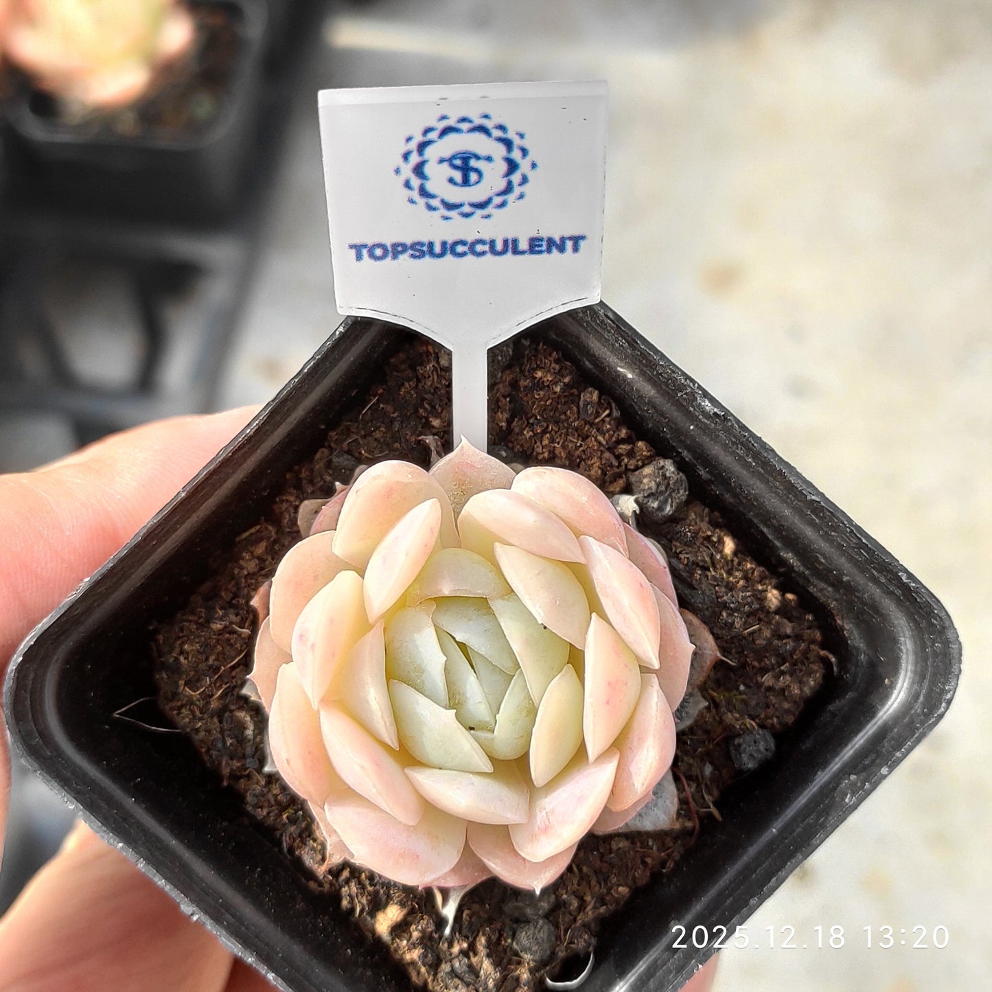 21585 ピンクネーション