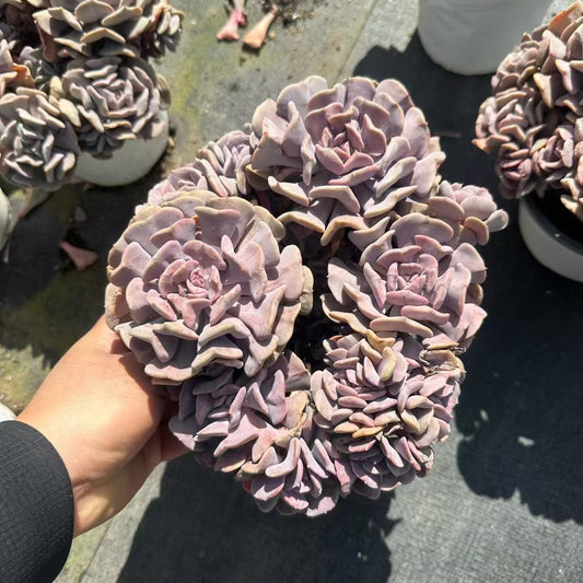 25715 エキゾチック