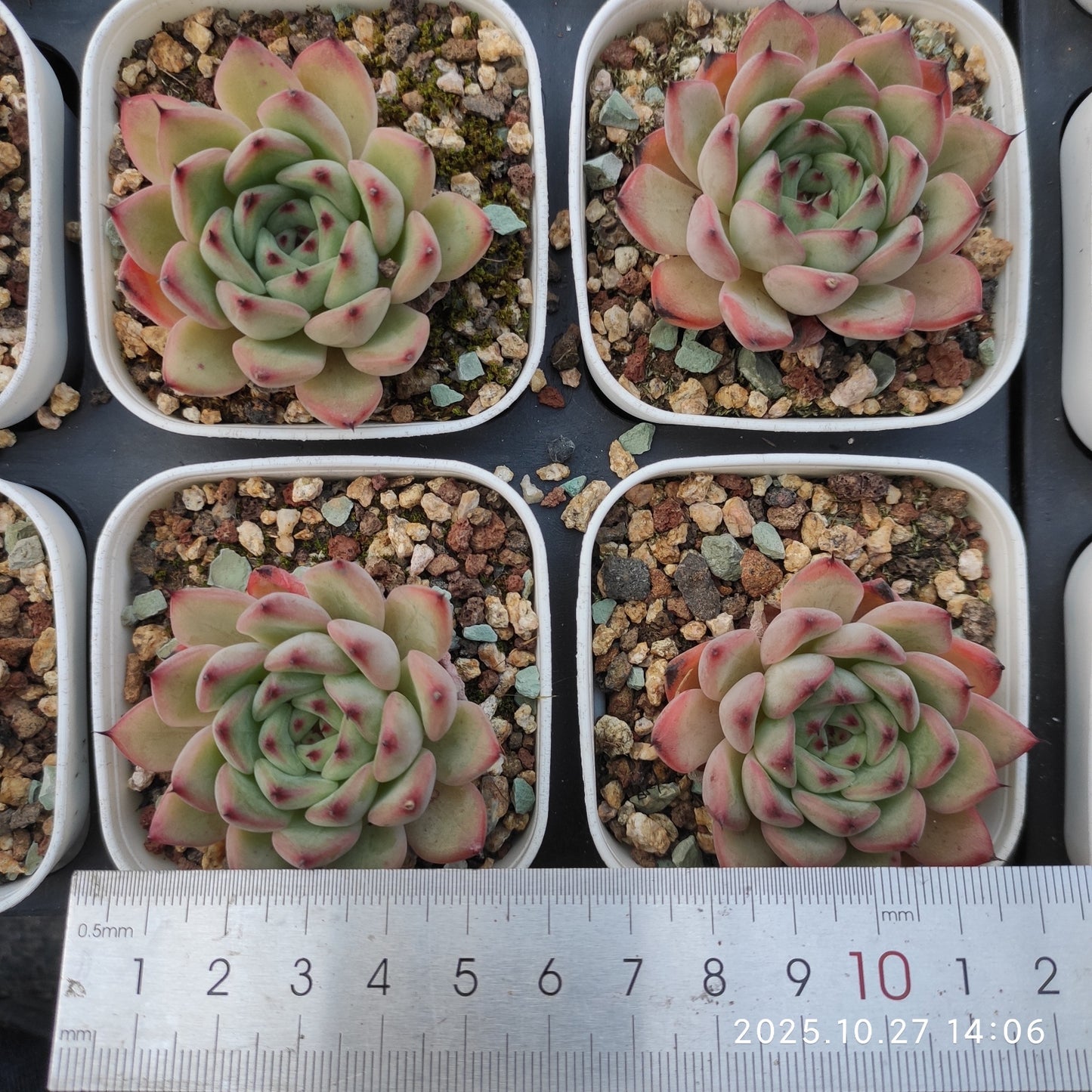 HG067 アメイジング　グレース x サックヤング（7cm pot）