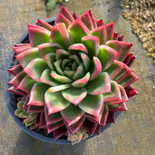 26186 レッド　アガボイデスHyb