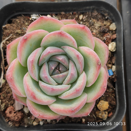 RC029 ピンククリスタルローズ（7cm pot）