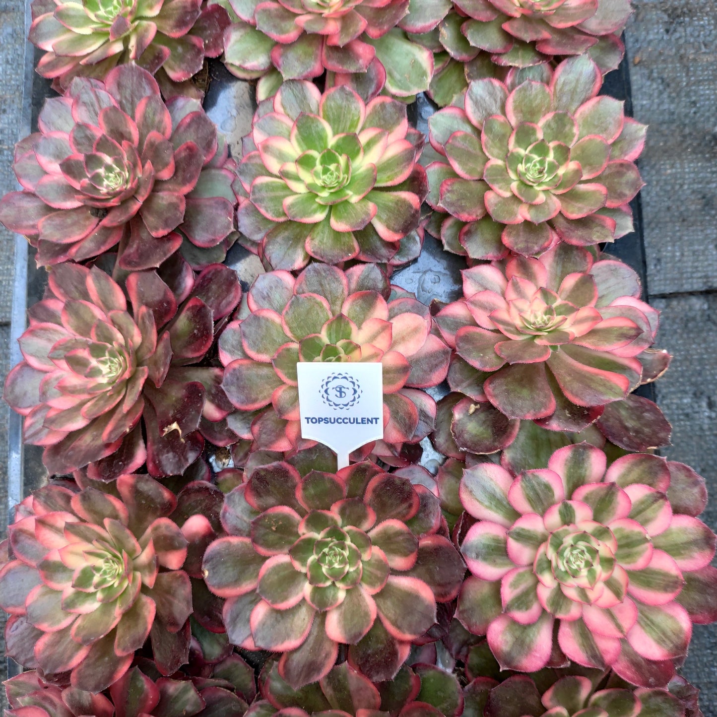 19095 ブラック　デビル