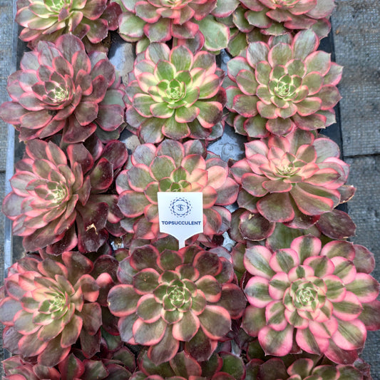 19095 ブラック　デビル