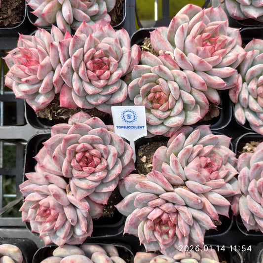 22434 ダーククイーン