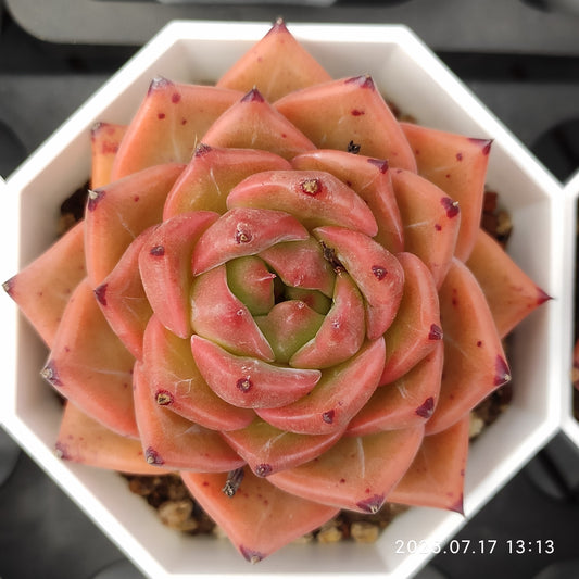 WWA379 レッド　アギャボイデズHyb（7cm pot）