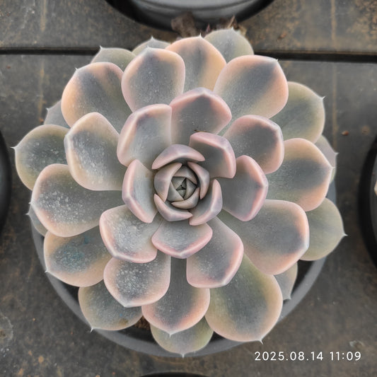 YS272 タイニー　バーガー錦（12cm pot）