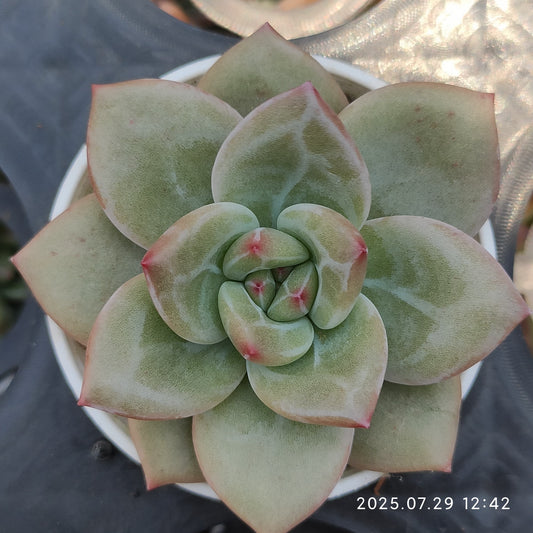 ZZA266 ホワイトナイト（白夜）(5.5cm pot)
