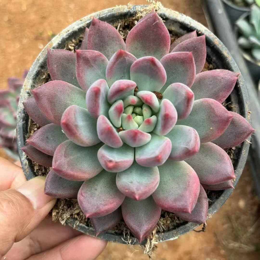 22549  コーン　ポピーHyb（12cm pot）