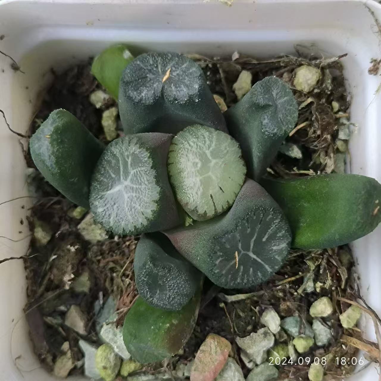 13203 ハオルチア ブラックスワン