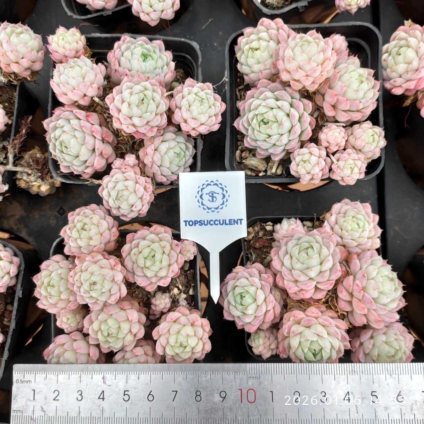 19952 ボールオブファット