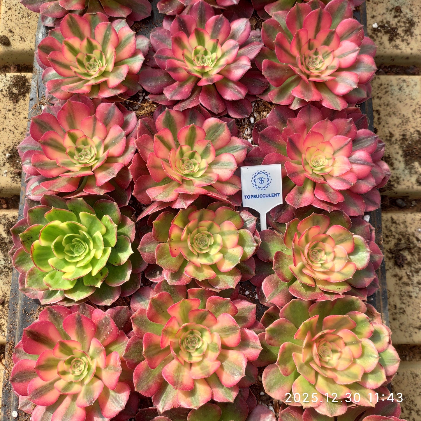 21298 アエオニウム ライチー