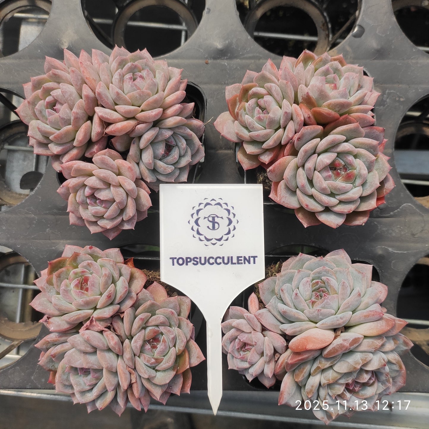 22448  シュガークリスタル（7cm pot）