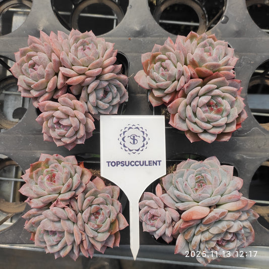 22448  シュガークリスタル（7cm pot）