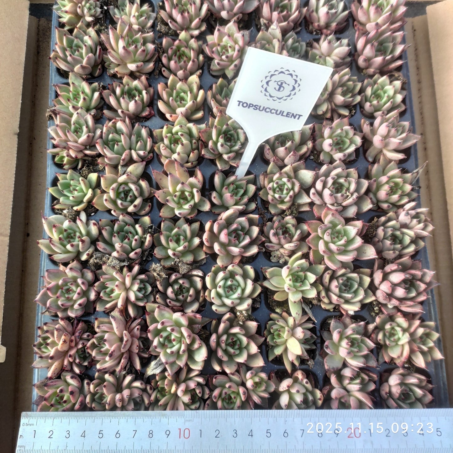 22125  ハロウィン（3cm pot）（ポット苗）