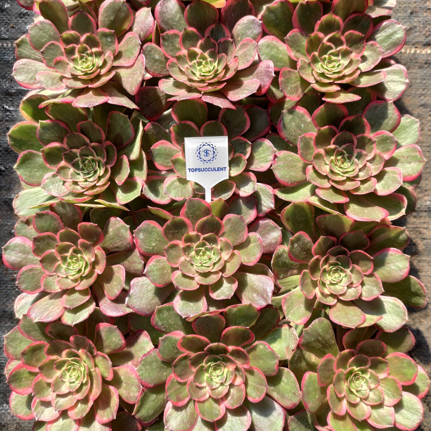 20286 バンクェット