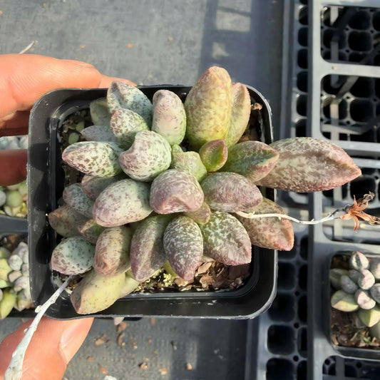 23932 マーリアナエ