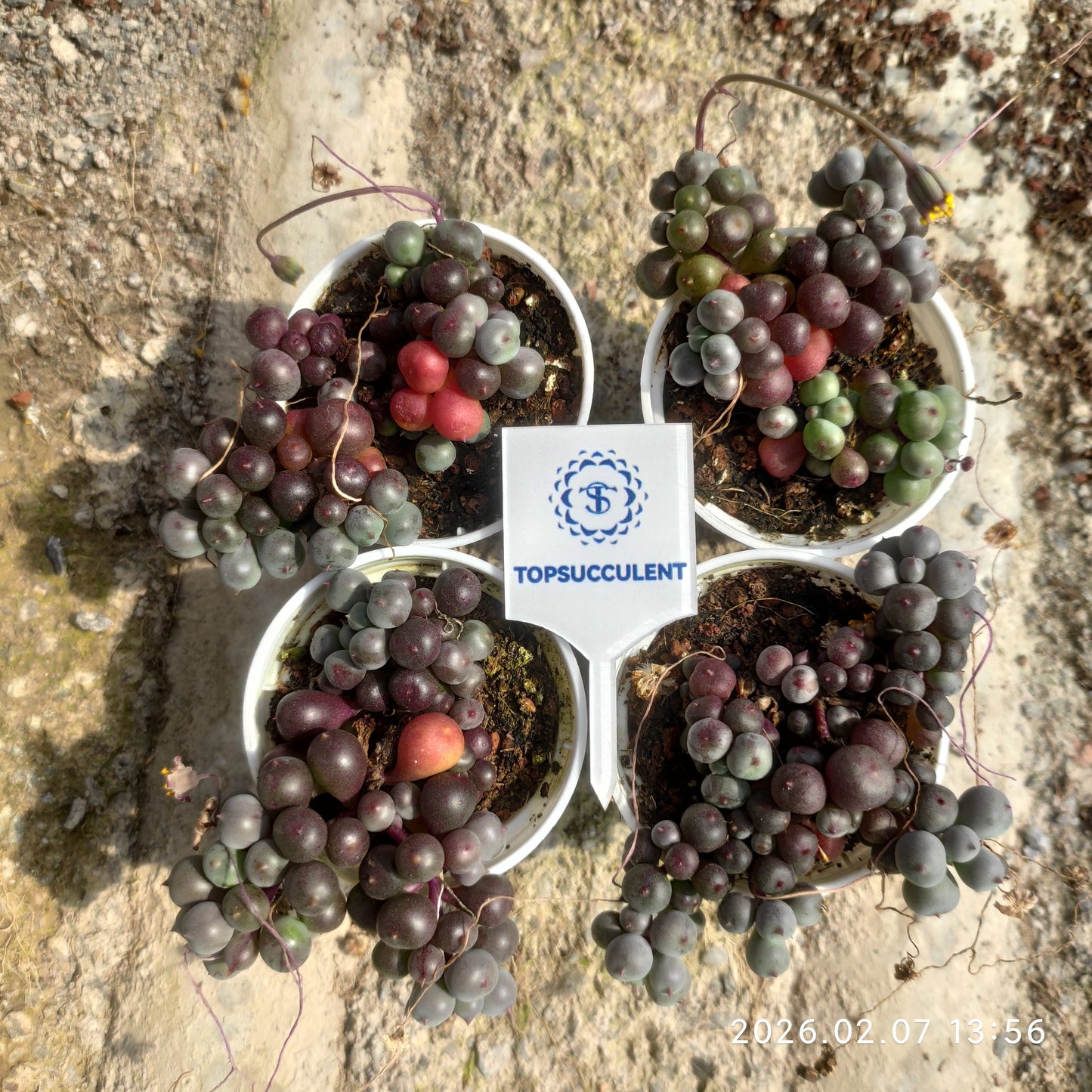 25582 ローリーエーナス